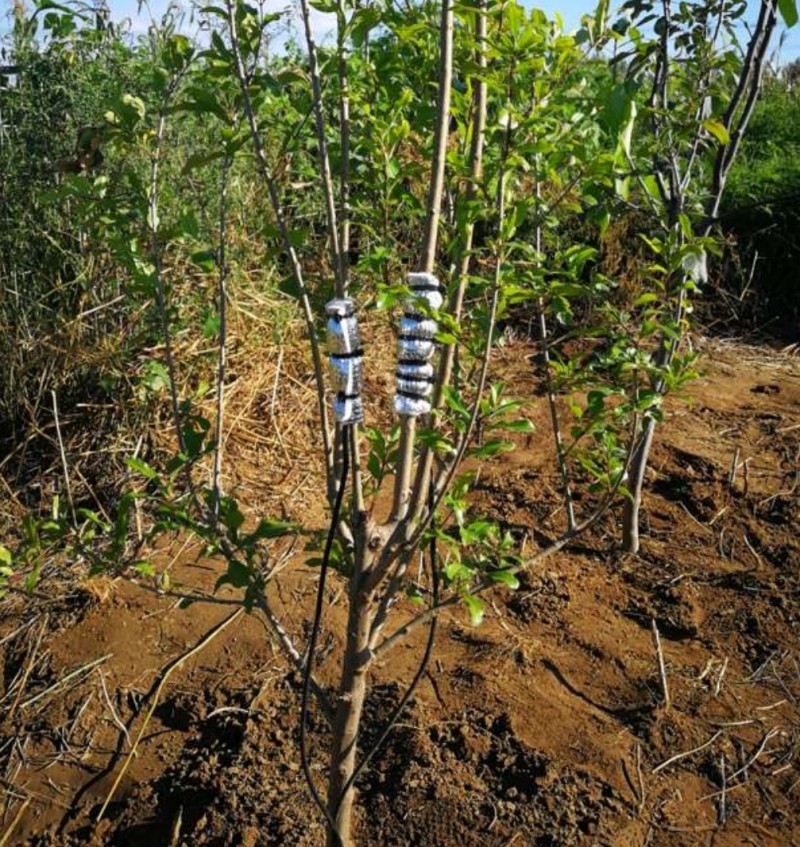 包裹式植物茎流仪